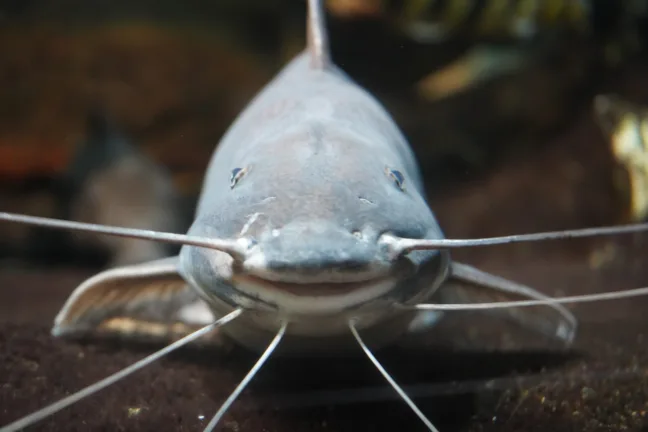 funny fish
