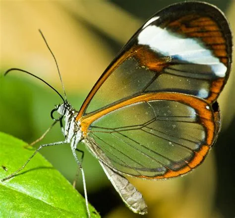 Glasswing